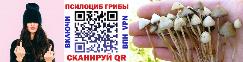 Псилоцибиновые грибы мицелий  Маркс 